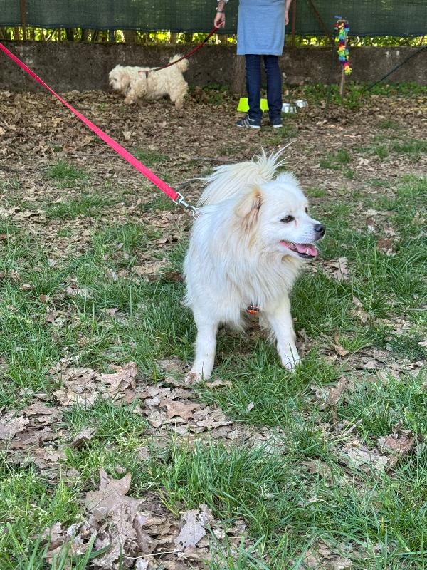 Cooki, un simil volpino allegro e giocherellone Foto 8